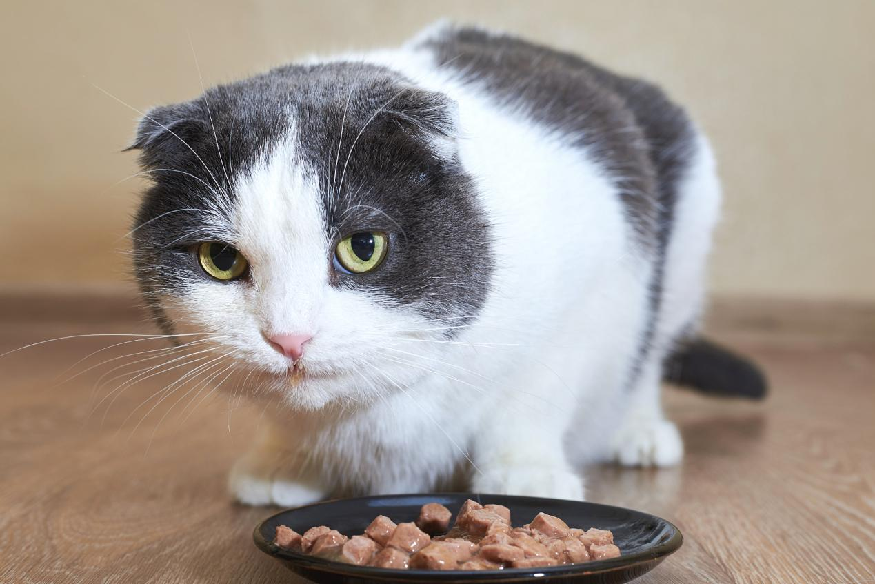 营养学堂丨猫猫摄食原则